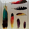 Feathers on glass